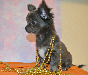 Photo №1. chihuahua - for sale in the city of Moscow | Negotiated | Announcement № 4477