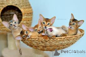 Photo №2 to announcement № 166984 for the sale of abyssinian cat - buy in Netherlands private announcement, breeder