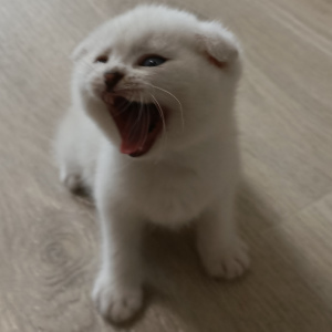 Photo №2 to announcement № 6509 for the sale of scottish fold - buy in Russian Federation private announcement