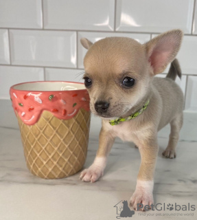 Photo №2 to announcement № 41717 for the sale of chihuahua - buy in Germany private announcement