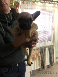 Photo №2 to announcement № 17559 for the sale of french bulldog - buy in Russian Federation private announcement