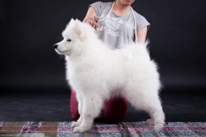 Photo №3. Samoyed. Show boy. Russian Federation