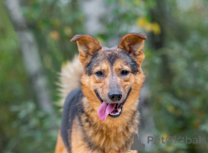 Photo №1. non-pedigree dogs - for sale in the city of Moscow river | Is free | Announcement № 156551