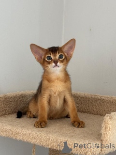Photo №2 to announcement № 135309 for the sale of abyssinian cat - buy in Turkey from nursery