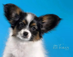 Photo №1. papillon dog - for sale in the city of Nizhny Novgorod | Negotiated | Announcement № 4428