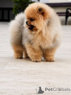 Photo №1. pomeranian - for sale in the city of Skopje | negotiated | Announcement № 175705