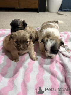 Photo №3. Malteser-Shih-Tzu-Welpen zu verkaufen.. Germany
