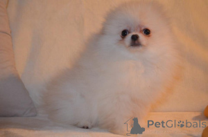 Photo №1. pomeranian - for sale in the city of Al-Jumayliyah | negotiated | Announcement № 167411