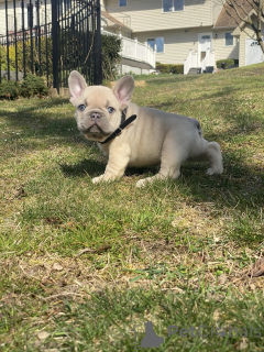 Photo №2 to announcement № 167501 for the sale of french bulldog - buy in Germany 