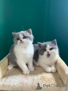 Photo №1. british longhair - for sale in the city of Baden Baden | negotiated | Announcement № 162299