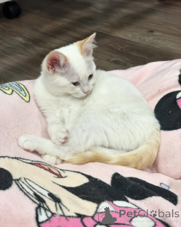 Photo №2 to announcement № 150626 for the sale of domestic cat - buy in Germany from the shelter, breeder