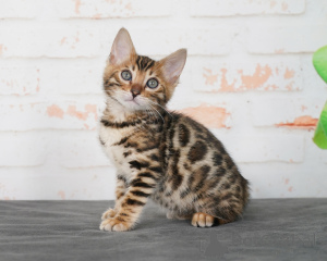 Photo №2 to announcement № 167311 for the sale of savannah cat - buy in Germany private announcement