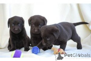 Photo №1. labrador retriever - for sale in the city of Antwerp | Is free | Announcement № 165256