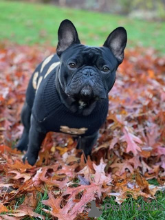 Photo №4. I will sell french bulldog in the city of Гамбург. private announcement, breeder - price - 275$