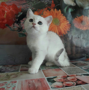 Photo №1. british shorthair - for sale in the city of Donetsk | 350$ | Announcement № 3054