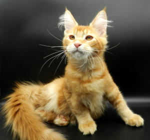 Photo №4. I will sell maine coon in the city of St. Petersburg. from nursery - price - 469$