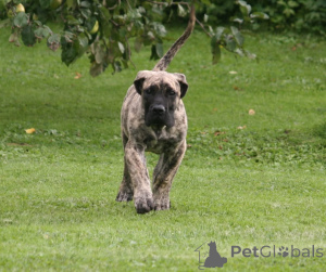 Photo №2 to announcement № 174799 for the sale of perro de presa canario - buy in Latvia breeder