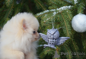 Photo №2 to announcement № 13959 for the sale of pomeranian - buy in Ukraine private announcement, from nursery, breeder