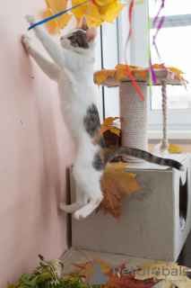 Additional photos: Kitten Dashka is an affectionate, cheerful child looking for a home!