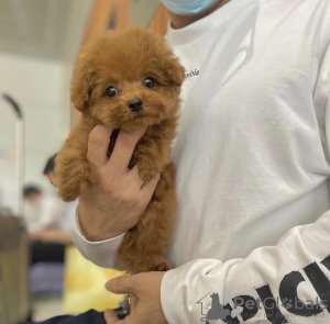 Photo №1. poodle (toy) - for sale in the city of Montreal | 500$ | Announcement № 103650