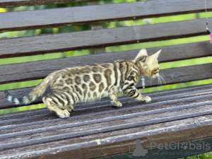 Photo №4. I will sell bengal cat in the city of Мальтиньяно. private announcement, from nursery, breeder - price - negotiated