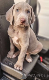 Photo №1. weimaraner - for sale in the city of Prague | negotiated | Announcement № 111165