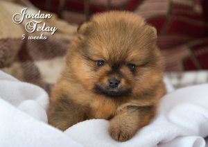 Photo №1. pomeranian - for sale in the city of Gomel | 447$ | Announcement № 5558
