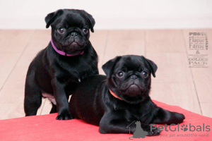 Photo №1. pug - for sale in the city of Kiev | 710$ | Announcement № 11248