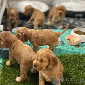 Photo №1. english cocker spaniel - for sale in the city of Waterford | 317$ | Announcement № 71895
