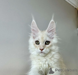 Photo №2 to announcement № 163720 for the sale of maine coon - buy in Germany breeder