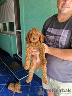 Photo №4. I will sell poodle (toy) in the city of Kula. breeder - price - negotiated