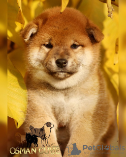 Photo №1. shiba inu - for sale in the city of Kharkov | negotiated | Announcement № 122227