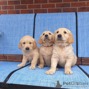 Photo №1. golden retriever - for sale in the city of Berlin | negotiated | Announcement № 115946