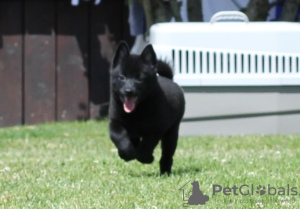 Additional photos: Schipperke