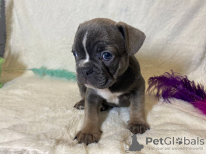 Photo №2 to announcement № 25617 for the sale of french bulldog - buy in Russian Federation private announcement