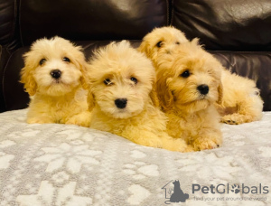 Photo №1. maltese dog - for sale in the city of Verden (Aller) | negotiated | Announcement № 99279