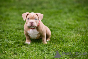 Photo №4. I will sell american bully in the city of Sarajevo.  - price - negotiated