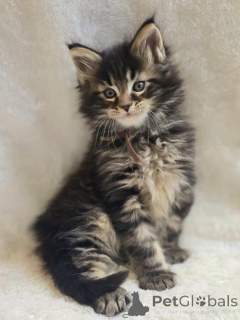 Photo №2 to announcement № 145309 for the sale of maine coon - buy in Germany private announcement
