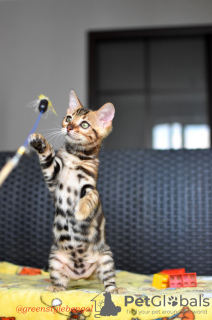 Photo №2 to announcement № 23039 for the sale of bengal cat - buy in Belarus from nursery