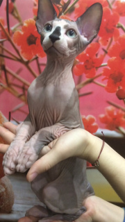 Photo №2 to announcement № 1423 for the sale of sphynx-katze - buy in Russian Federation from nursery