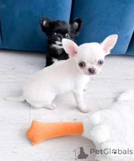 Photo №1. chihuahua - for sale in the city of Helsinki | 465$ | Announcement № 165348