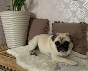 Photo №4. I will sell pug in the city of St. Petersburg. private announcement, breeder - price - 552$