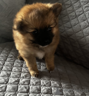 Photo №2 to announcement № 96916 for the sale of pomeranian - buy in United States private announcement
