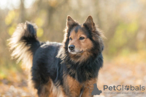 Photo №1. non-pedigree dogs - for sale in the city of Москва | Is free | Announcement № 31172