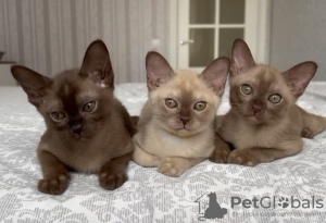 Photo №1. burmese cat - for sale in the city of Stockholm | 1057$ | Announcement № 64501