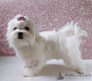 Photo №3. A boy is offered - a Maltese in a loving family.. Ukraine