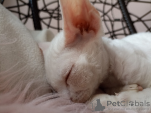 Photo №2 to announcement № 17238 for the sale of devon rex - buy in Poland breeder