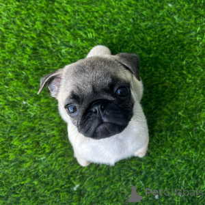 Photo №3. Pug puppies ready to go home. United States