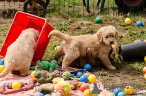 Photo №4. I will sell golden retriever in the city of Gerardsbergen. private announcement - price - 516$
