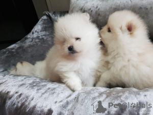 Photo №2 to announcement № 124502 for the sale of pomeranian - buy in Netherlands private announcement, breeder